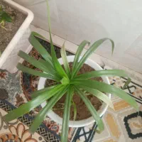 گلهای زیبا و سر حال و شاداب