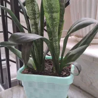 گل سانسوریا|گل و گیاه طبیعی|الوند, |دیوار