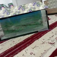 آکواریوم|ماهی|تربت جام, میان جام|دیوار