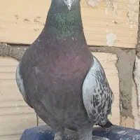 کفتر نرپلاکی تاختی