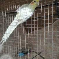 جفت عروس هلندی