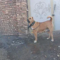 سگ ماده دوسال سالم