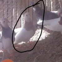 کبوتر کفتر طوقی و امری سبز|پرنده|کاشمر, |دیوار