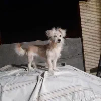 سگ اشپیز|سگ|کرمان, |دیوار