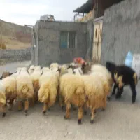 ۱۸ بره چاق و ریز قلم سفید کاور مشتری پسند