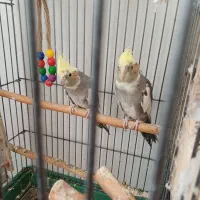 یک جفت عروس  هلندی   به فروش میرسد|پرنده|پاکدشت, پاکدشت (مامازند)|دیوار