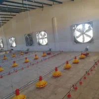 نیرو اقا یا خانم دونفر