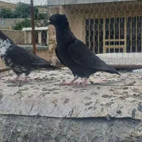 دوتا ماده سیاه پلاکی ذات کشکی