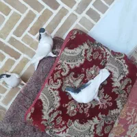 چند عدد کفتر درجه یک|پرنده|اردکان, |دیوار