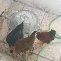سه عدد جوجه چند ماهه