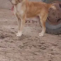 توله خراسانی|سگ|بشاریات, |دیوار