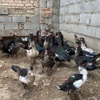 اردک خارجی|حیوانات مزرعه|القجر, |دیوار