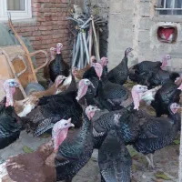 قلی محلی|حیوانات مزرعه|سقز, |دیوار