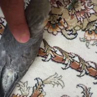 جوجه عروس هلندی|پرنده|گلپایگان, |دیوار