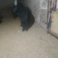 یه راس بزغاله ترکی|حیوانات مزرعه|فامنین, |دیوار