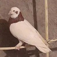 طوقی.فروشی