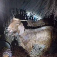 بز پاکستانی|حیوانات مزرعه|میناب, |دیوار