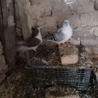 کبوتر|پرنده|کاشمر, |دیوار