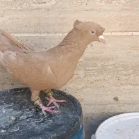 نروماده زرد دوکاکله|پرنده|شیراز, ده پیاله|دیوار