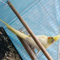 عروس هلندی دستی|پرنده|مشهد, شهید قربانی|دیوار