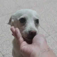 واگذاری رایگان سگ