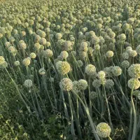 کشاورزی|عمده‌فروشی|فسا, |دیوار