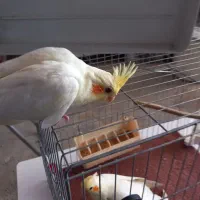 عروس هلندی