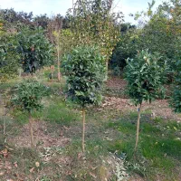 برگ نو طرح پیوند