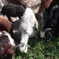 بزغاله نر ماده