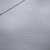 کبوتر املش|پرنده|املش, |دیوار