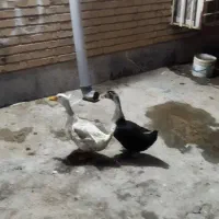 معاوضه با کفتر