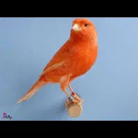 قناری درشت
