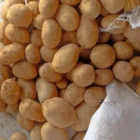 سیب زمینی جلی ۴۰۲ فروش سر زمین