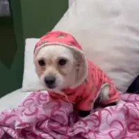 حمایتی/واگذاری|سگ|رشت, گلسار|دیوار