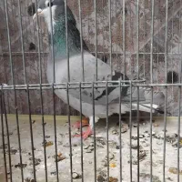 سهره دو رگه ۲ ساله کتون خور و خرقه۰۰۰|پرنده|اصفهان, شاهد|دیوار