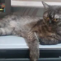 گربه اسکاتلیش ماده|گربه|میبد, |دیوار