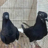 کبوتر جوجه زاغ دم سفید (اشعل)|پرنده|اهواز, کوی راه کربلا|دیوار