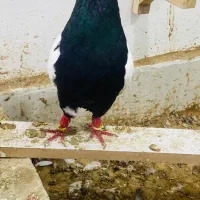 کبوتر همه مدل