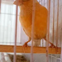 قناری ماده سرحال تقویت شده