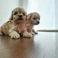 میکس پودل و شیتزو