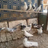 ۱۵عدد کبوتر