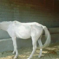 کارگر کشاورزی