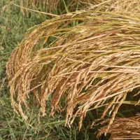 برنج دم سیاه فارسیان|خوردنی و آشامیدنی|آزادشهر, |دیوار