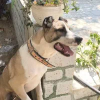 سگ سراب افغان