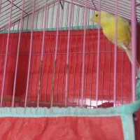 ۶عدد قناری نر بشرط بخون هستن و ۳عددسهره