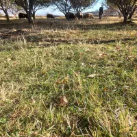 دو تن ونیم جو