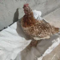 یک‌عدد‌مرغ‌جوان|حیوانات مزرعه|دهدشت, |دیوار