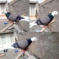 کبوتر شاهزاده سه چشم