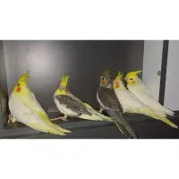 خریدار عروس شما هستم دونخور فروش هم دارم|پرنده|لاهیجان, لیالستان|دیوار