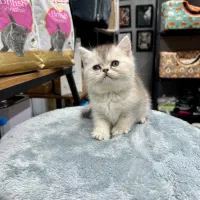 گربه اسکاتیش بیریتیش پرشین